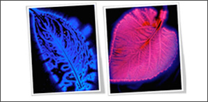 Kirlian lišće